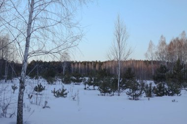 Ağaçların ve ormanın arka planında güzel bir kış manzarası. Noel ve Yeni Yıl havası. Kar yağışı ve manzara peri masallarındaki gibi.