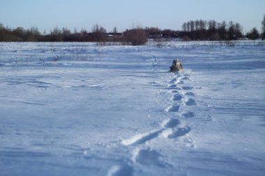 Kışın kar yağdıktan sonra ormandaki bir parkta güzel bir hayvan. Küçük bir köpekle karlı bir manzara. Tasarım için Noel ve Yeni Yıl resmi