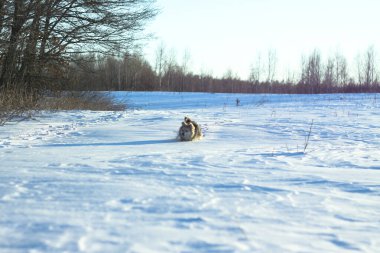 Kışın kar yağdıktan sonra ormandaki bir parkta güzel bir hayvan. Küçük bir köpekle karlı bir manzara. Tasarım için Noel ve Yeni Yıl resmi
