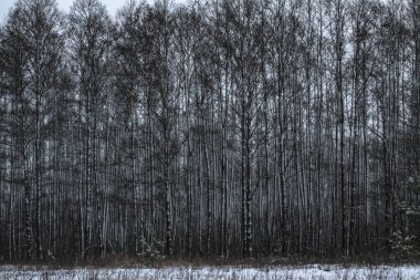 Ağaçların ve ormanın arka planında güzel bir kış manzarası. Noel ve Yeni Yıl havası. Kar yağışı ve manzara peri masallarındaki gibi.