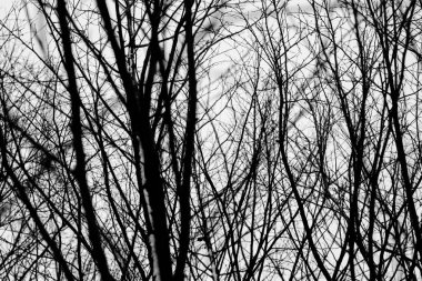 Sonbahar-kış ağaçlarının çıplak dalları. Grafiksel siyah beyaz arkaplan