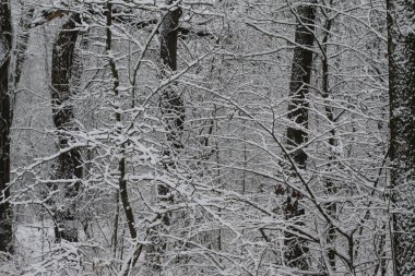 Ağaçların ve ormanın arka planında güzel bir kış manzarası. Noel ve Yeni Yıl havası. Kar yağışı ve manzara peri masallarındaki gibi.