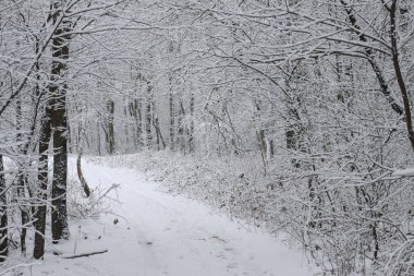 Ormandaki güzel kış manzarası. Şehrin dışındaki yol ve kar yağışı. Parkta ve temizlenmemiş sokakta kar yağışı var. Noel ve Yeni Yıl geçmişi