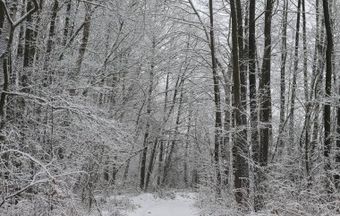 Ormandaki güzel kış manzarası. Şehrin dışındaki yol ve kar yağışı. Parkta ve temizlenmemiş sokakta kar yağışı var. Noel ve Yeni Yıl geçmişi