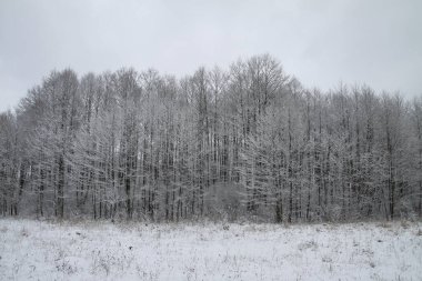 Ağaçların ve ormanın arka planında güzel bir kış manzarası. Noel ve Yeni Yıl havası. Kar yağışı ve manzara peri masallarındaki gibi.