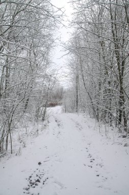 Ormandaki güzel kış manzarası. Şehrin dışındaki yol ve kar yağışı. Parkta ve temizlenmemiş sokakta kar yağışı var. Noel ve Yeni Yıl geçmişi