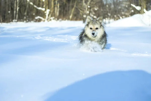 Beautiful pretty pet in a park in a forest in winter after a snowfall. Snowy landscape with a small dog. Christmas and New Year picture for design — Stock Photo, Image