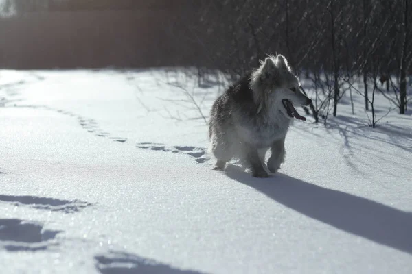 Beau joli animal de compagnie dans un parc dans une forêt en hiver après une chute de neige. Paysage enneigé avec un petit chien. Noël et Nouvel An image pour le design — Photo