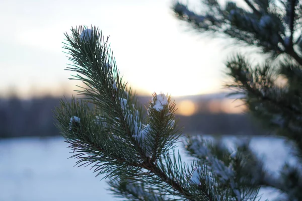 Vacker vinter bakgrund med tall i en snöig skog. Vackra julgranar i snödriva och snöflingor. Lagerfoto för det nya året — Stockfoto