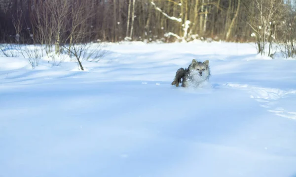 Mooi mooi huisdier in een park in een bos in de winter na een sneeuwval. Sneeuwlandschap met een kleine hond. Kerst en Nieuwjaar foto voor ontwerp — Stockfoto