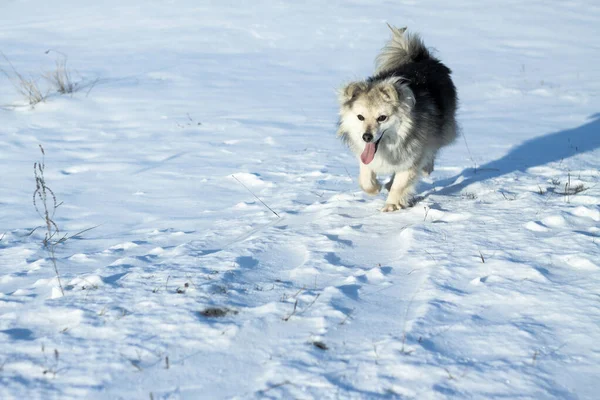 Belo animal de estimação bonito em um parque em uma floresta no inverno depois de uma queda de neve. Paisagem nevada com um pequeno cão. Imagem de Natal e Ano Novo para design — Fotografia de Stock