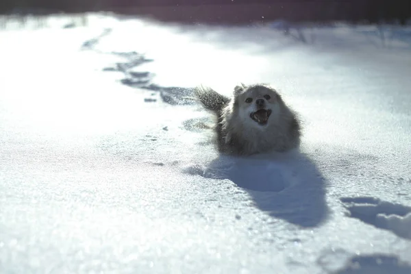 Hermosa mascota bonita en un parque en un bosque en invierno después de una nevada. Paisaje nevado con un perro pequeño. Navidad y Año Nuevo imagen para el diseño —  Fotos de Stock