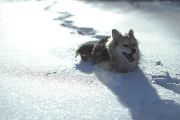 Mooi mooi huisdier in een park in een bos in de winter na een sneeuwval. Sneeuwlandschap met een kleine hond. Kerst en Nieuwjaar foto voor ontwerp — Stockfoto