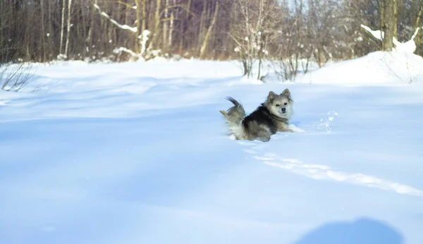 Belo animal de estimação bonito em um parque em uma floresta no inverno depois de uma queda de neve. Paisagem nevada com um pequeno cão. Imagem de Natal e Ano Novo para design — Fotografia de Stock