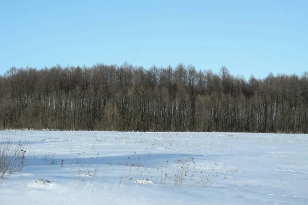 Vackert vinterlandskap på en bakgrund av träd och skog. Jul och nyårskänsla. Snöfall och utsikten som i en saga — Stockfoto