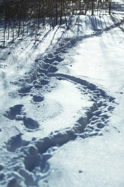 Hund und Mensch finden im Schnee Spuren in der Natur. Stiefelspur im Schnee. Aktienhintergrund — Stockfoto