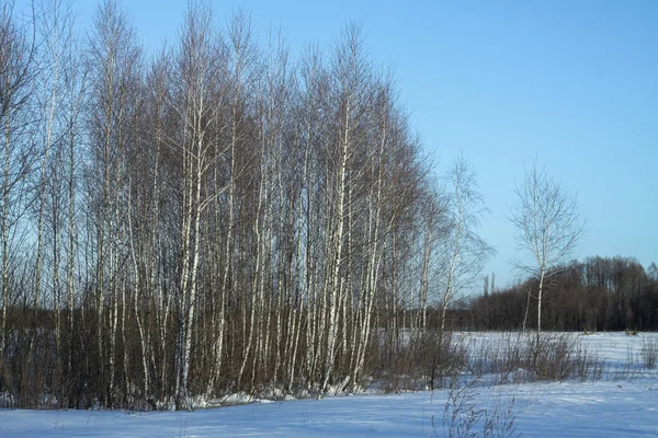 Bellissimo paesaggio invernale su uno sfondo di alberi e foreste. Natale e Capodanno umore. Nevicate e la vista come in una fiaba — Foto Stock
