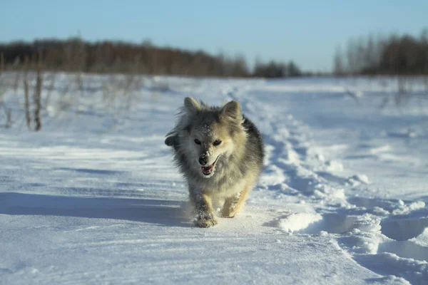 Hermosa mascota bonita en un parque en un bosque en invierno después de una nevada. Paisaje nevado con un perro pequeño. Navidad y Año Nuevo imagen para el diseño —  Fotos de Stock