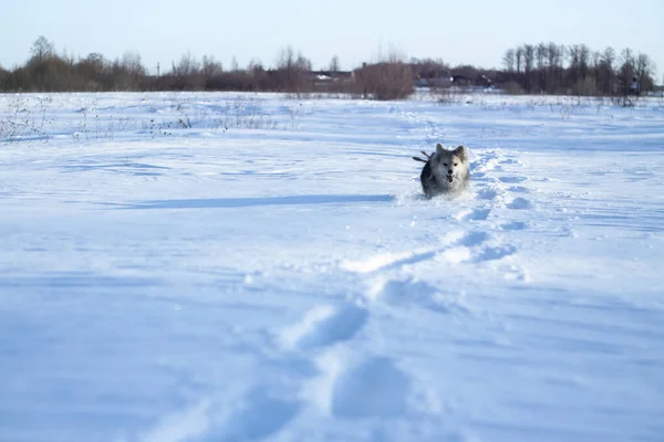 Hermosa mascota bonita en un parque en un bosque en invierno después de una nevada. Paisaje nevado con un perro pequeño. Navidad y Año Nuevo imagen para el diseño —  Fotos de Stock