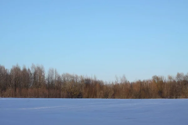 木々や森を背景にした美しい冬の風景。クリスマスと新年の気分。おとぎ話のように雪と景色 — ストック写真