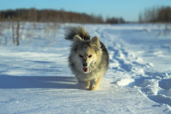 Hermosa mascota bonita en un parque en un bosque en invierno después de una nevada. Paisaje nevado con un perro pequeño. Navidad y Año Nuevo imagen para el diseño —  Fotos de Stock