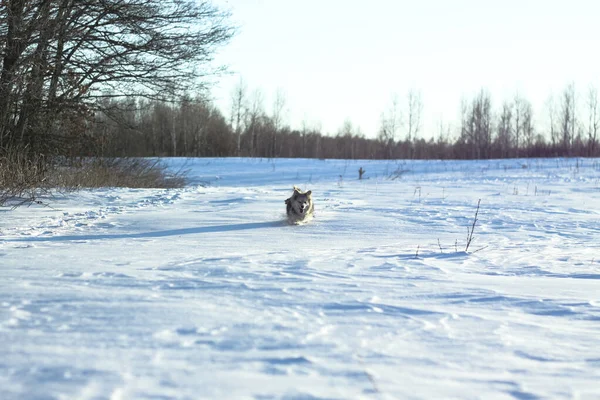 Belo animal de estimação bonito em um parque em uma floresta no inverno depois de uma queda de neve. Paisagem nevada com um pequeno cão. Imagem de Natal e Ano Novo para design — Fotografia de Stock