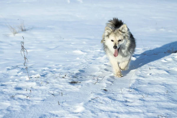 Beau joli animal de compagnie dans un parc dans une forêt en hiver après une chute de neige. Paysage enneigé avec un petit chien. Noël et Nouvel An image pour le design — Photo