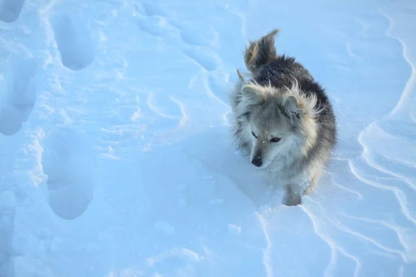 Hermosa mascota bonita en un parque en un bosque en invierno después de una nevada. Paisaje nevado con un perro pequeño. Navidad y Año Nuevo imagen para el diseño —  Fotos de Stock