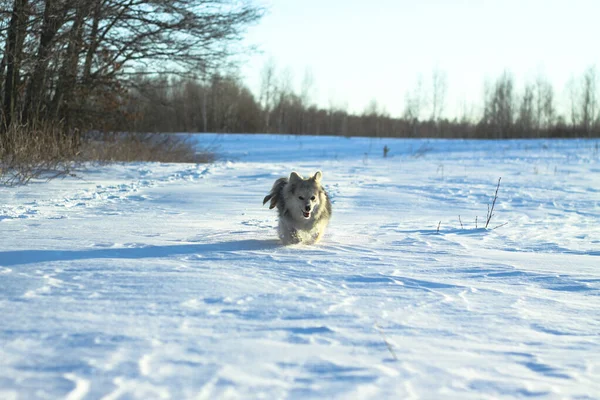 Belo animal de estimação bonito em um parque em uma floresta no inverno depois de uma queda de neve. Paisagem nevada com um pequeno cão. Imagem de Natal e Ano Novo para design — Fotografia de Stock