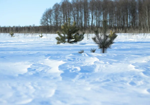 Snövit snö och jorden som skyddas av den. Landsbygd och snöfall. Vintersanddyner och berg av snöflingor. Lagerbakgrund. — Stockfoto