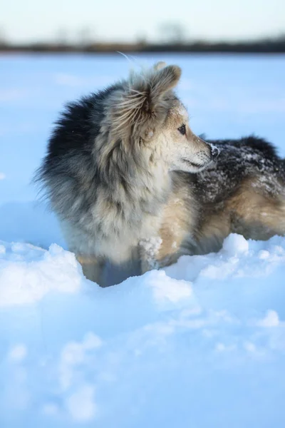 Hermosa mascota bonita en un parque en un bosque en invierno después de una nevada. Paisaje nevado con un perro pequeño. Navidad y Año Nuevo imagen para el diseño —  Fotos de Stock