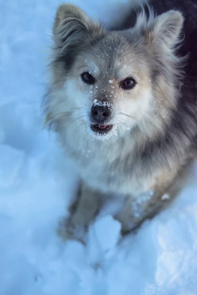 Beautiful pretty pet in a park in a forest in winter after a snowfall. Snowy landscape with a small dog. Christmas and New Year picture for design — Stock Photo, Image