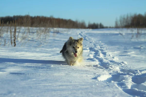 Hermosa mascota bonita en un parque en un bosque en invierno después de una nevada. Paisaje nevado con un perro pequeño. Navidad y Año Nuevo imagen para el diseño —  Fotos de Stock