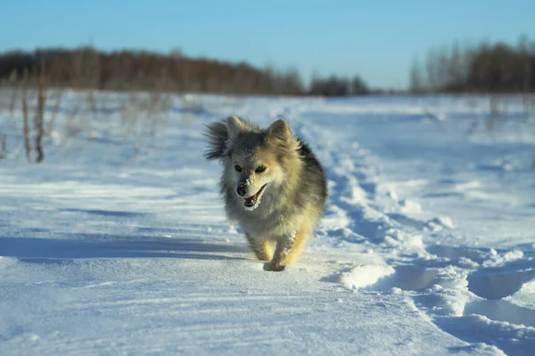 Красива красива тварина в парку в лісі взимку після снігопаду. Сніговий пейзаж з маленьким собакою. Новорічна і Різдвяна картина для дизайну — стокове фото