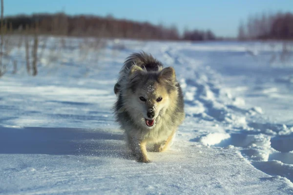 Schöne hübsche Haustier in einem Park in einem Wald im Winter nach einem Schneefall. Schneelandschaft mit kleinem Hund. Weihnachts- und Neujahrsbild für Design — Stockfoto