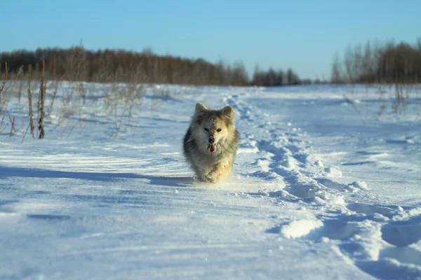 Hermosa mascota bonita en un parque en un bosque en invierno después de una nevada. Paisaje nevado con un perro pequeño. Navidad y Año Nuevo imagen para el diseño —  Fotos de Stock