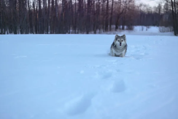Belo animal de estimação bonito em um parque em uma floresta no inverno depois de uma queda de neve. Paisagem nevada com um pequeno cão. Imagem de Natal e Ano Novo para design — Fotografia de Stock