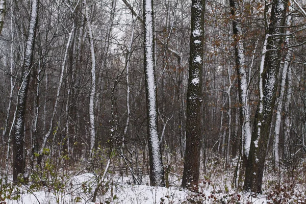 Όμορφο χειμερινό τοπίο σε φόντο δέντρων και δάσους. Χριστουγεννιάτικη και Πρωτοχρονιάτικη διάθεση. Χιονίζει και η θέα όπως σε ένα παραμύθι — Φωτογραφία Αρχείου