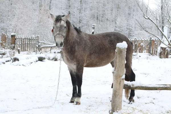 Beautiful white-gray horse in the winter at the farm. New Year\'s landscape with a noble animal. Christmas theme