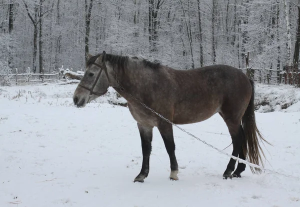 Krásný bělošedý kůň v zimě na farmě. Novoroční krajina s ušlechtilým zvířetem. Vánoční téma — Stock fotografie