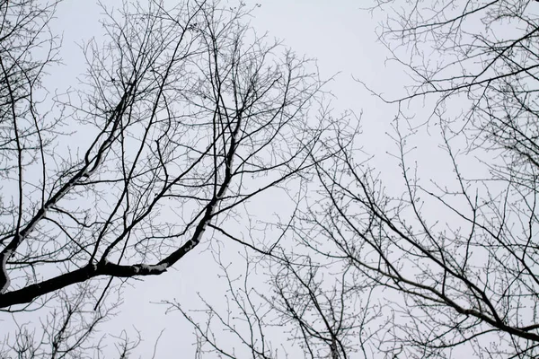 Ramos assustadores nuas de árvores de outono-inverno. Gráfico preto e branco fundo — Fotografia de Stock