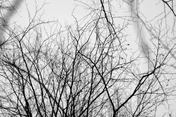 Sonbahar-kış ağaçlarının çıplak dalları. Grafiksel siyah beyaz arkaplan — Stok fotoğraf