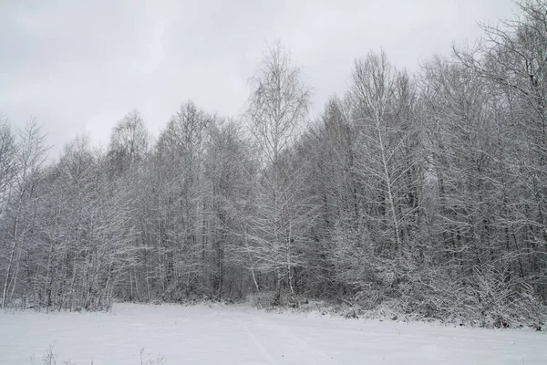 Beau paysage hivernal sur fond d'arbres et de forêt. Ambiance Noël et Nouvel An. La neige et la vue comme dans un conte de fées — Photo