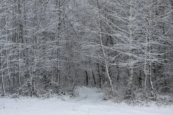 Bela paisagem de inverno em um fundo de árvores e floresta. Natal e clima de Ano Novo. A queda de neve e a vista como em um conto de fadas — Fotografia de Stock