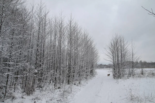 Bela paisagem de inverno na floresta. Estrada fora da cidade e queda de neve. Snowdrifts no parque e rua por limpar. Natal e Ano Novo fundo — Fotografia de Stock