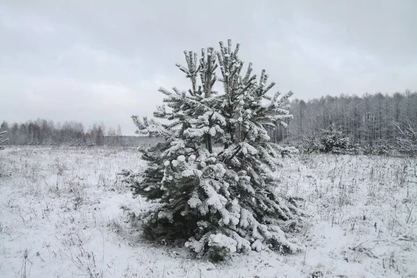 Karlı bir ormanda güzel bir kış manzarası. Kar yığınları ve kar taneleri arasındaki güzel Noel ağaçları. Yeni yıl için stok fotoğrafı — Stok fotoğraf