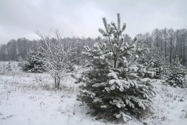 Vackert vinterlandskap i en snöig skog. Vackra julgranar i snödriva och snöflingor. Lagerfoto för nytt år — Stockfoto
