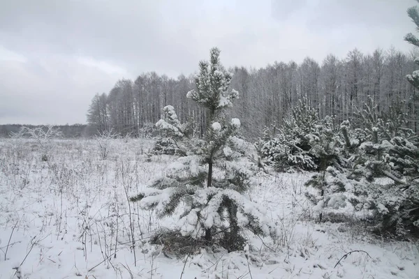 Vackert vinterlandskap i en snöig skog. Vackra julgranar i snödriva och snöflingor. Lagerfoto för nytt år — Stockfoto