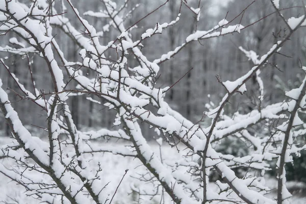 Gyönyörű faágak a hóban. Téli kompozíció a természetben hóviharban. Karácsonyi és újévi háttér. — Stock Fotó