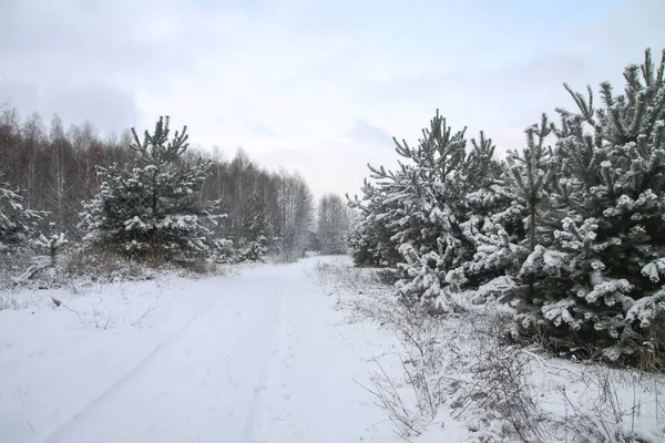 Vackert vinterlandskap i en snöig skog. Vackra julgranar i snödriva och snöflingor. Lagerfoto för nytt år — Stockfoto